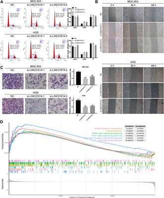 Survival-Related lncRNA Landscape Analysis Identifies LINC01614 as an Oncogenic lncRNA in Gastric Cancer